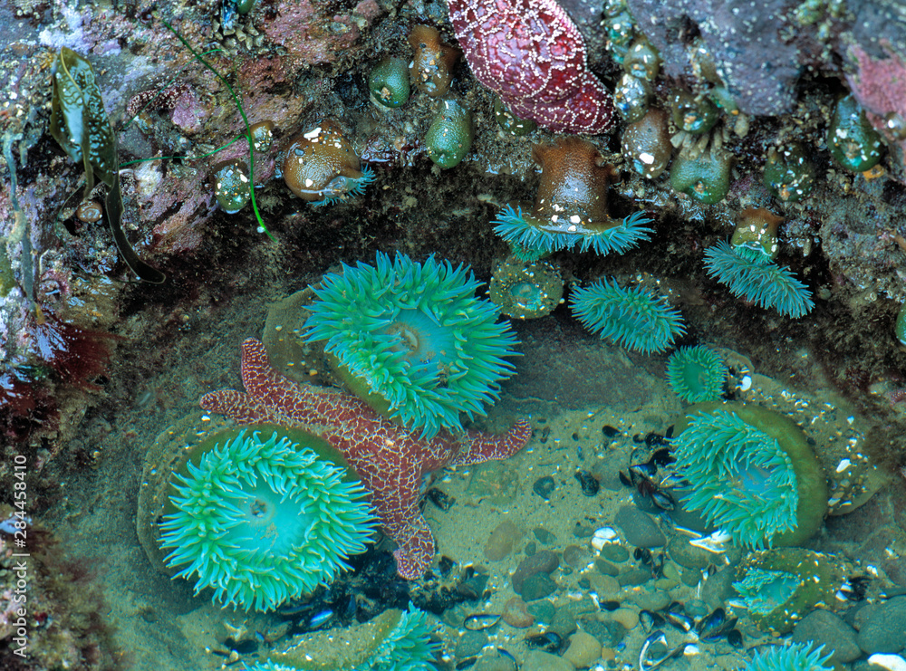 Photography USA, Oregon, Nepture SP