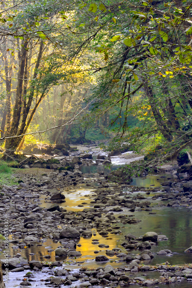 USA, Oregon, Tillamook State Forest. Wilson River scenic. USA, Oregon, Tillamook State Forest. Wilson River scenic.
