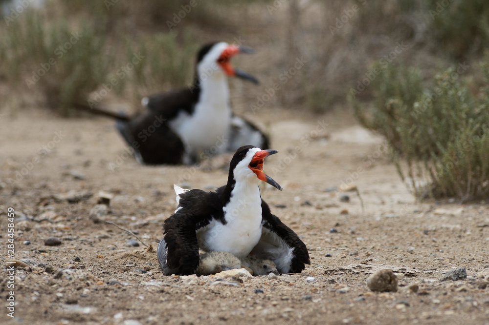 Φωτογραφία Black Skimmer (Rynchops Niger), adult with young, Port Isabel, Laguna Madre, Sou