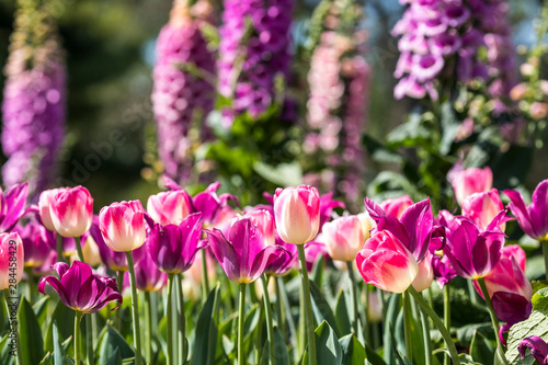 USA  Pennsylvania  Kennett Square. Tulips