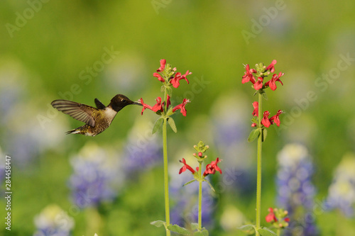 Black-chinned Hummingbird (Archilochus alexandri), adult male feeding on blooming Scarlet betony (Stachys Coccinea) among Texas Bluebonnet (Lupinus texensis), Hill Country, Texas, USA
