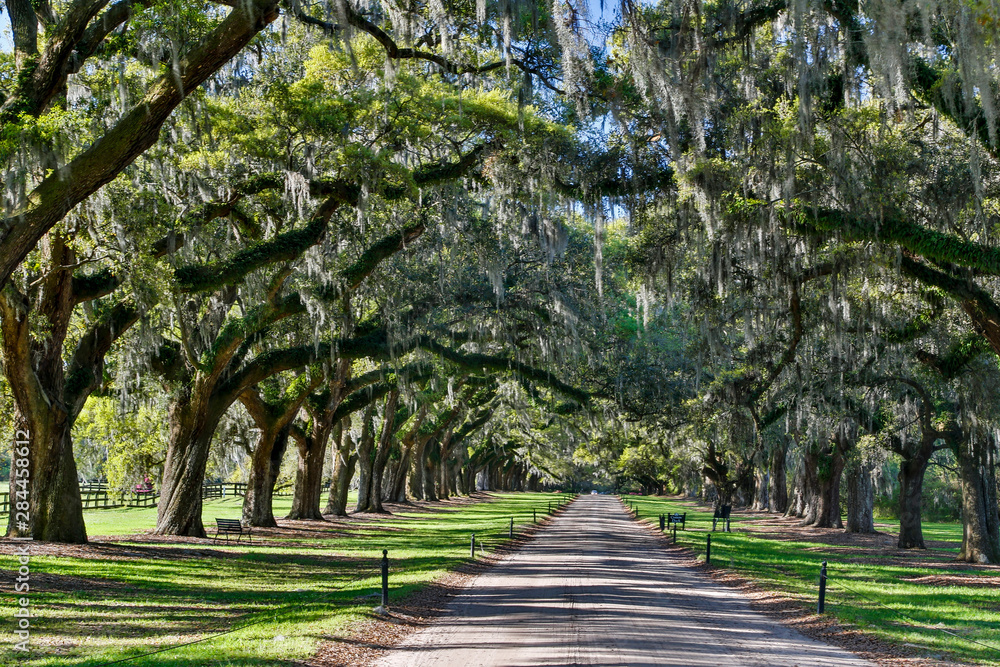 Naklejka premium Boone Hall Plantation Oak lined road, Charleston, South Carolina