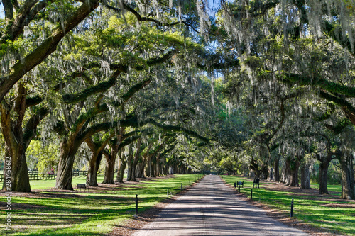 Boone Hall Plantation Oak lined road, Charleston, South Carolina photo