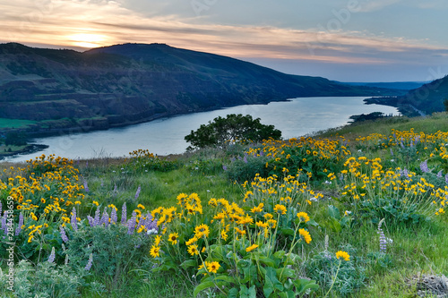 Fields of Balsamroot and Lupine on the Hills above the Columbia River Rowena, Oregon photo