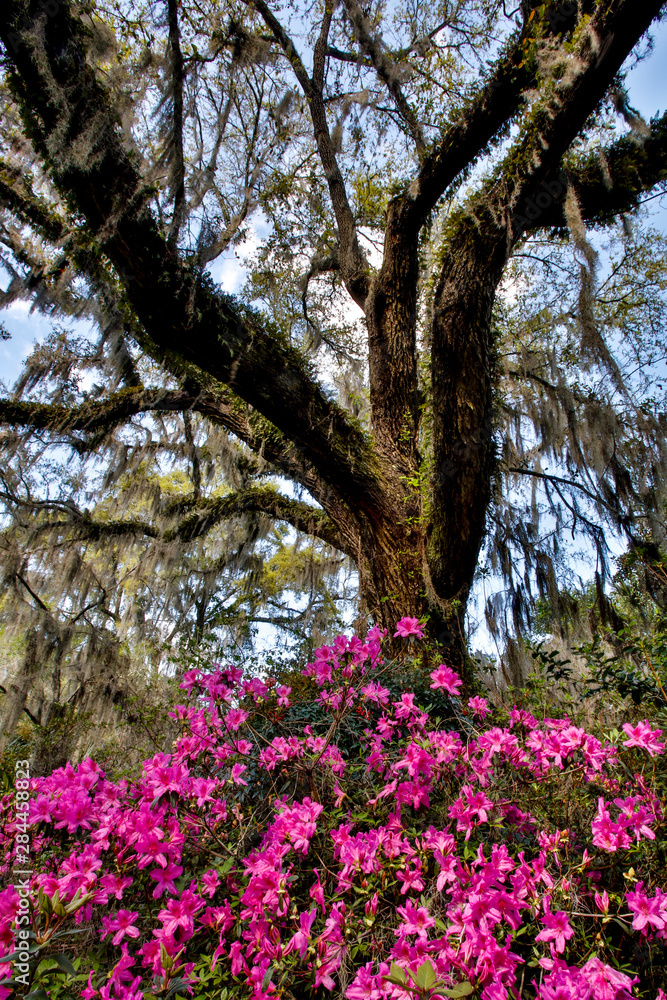 USA, South Carolina, Charleston, Azaleas in the Spring USA, South Carolina, Charleston, Azaleas in the Spring