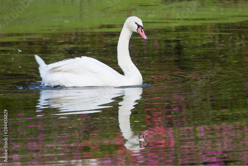 Mute Swan in small pond reflection springtime Middleton Place Plantation  South Carolina