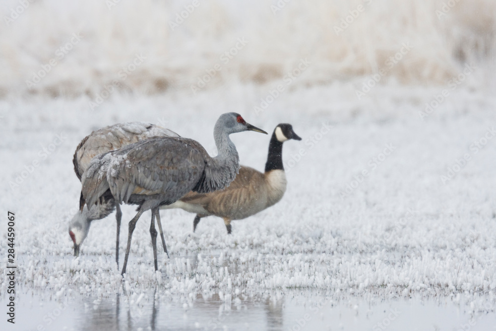 Obraz premium Sandhill cranes and Canada goose, frosty spring morning