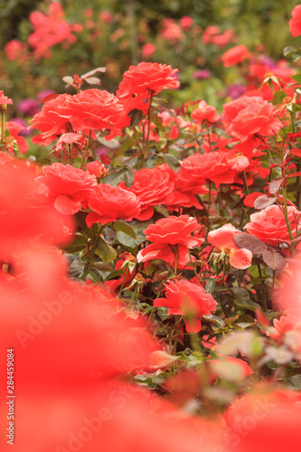 Portland Rose Garden  Portland  Oregon  USA