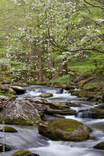 Fototapeta Naklejka Na Ścianę i Meble -  Dogwood trees in spring along Middle Prong Little River, Tremont area, Great Smoky Mountains National Park, Tennessee