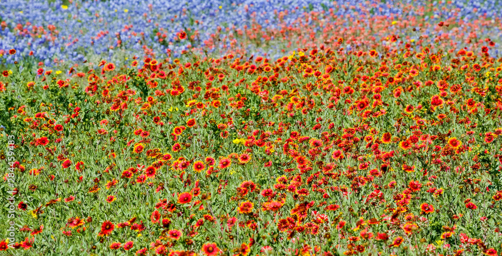 Wildflower, Texas Hill country along the roadside near Llano, Texas