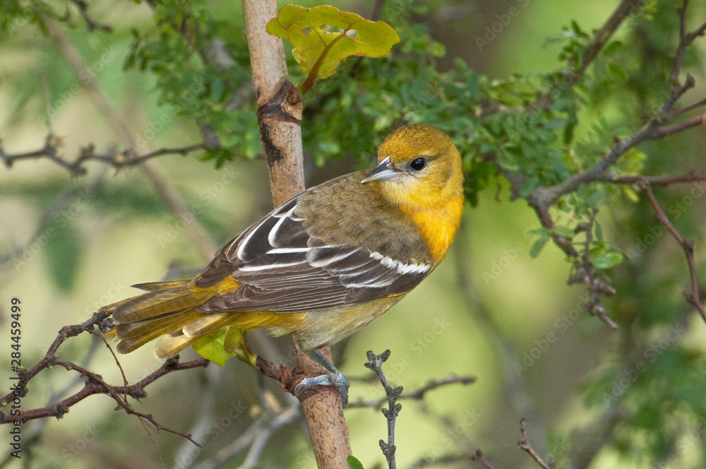 USA, Texas, South Padre Island. Portrait of female Baltimore oriole in spring. USA, Texas, South Padre Island. Portrait of female Baltimore oriole in spring.