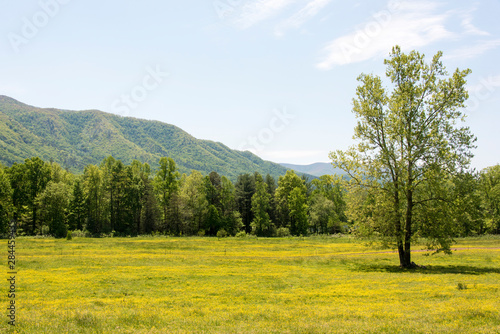 USA  Tennessee  GSMNP Cades Cove . Field of buttercups