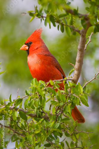 USA, Texas, Mission, Dos Venadas Ranch. Male northern cardinal perched in tree. Credit as: Fred J. Lord / Jaynes Gallery / DanitaDelimont.com © Jaynes Gallery/Danita Delimont
