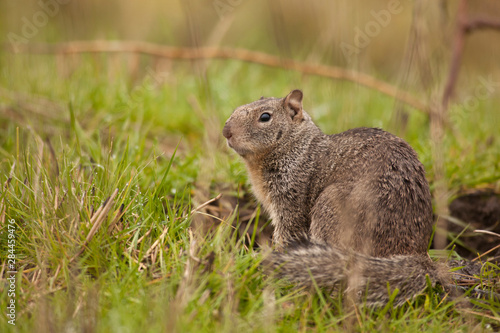 Fototapeta Naklejka Na Ścianę i Meble -  USA, Oregon, Baskett Slough National Wildlife Refuge, California Ground Squirrel (Otospermophilus beecheyi)