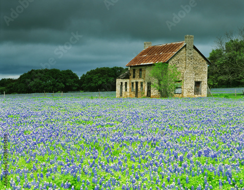 USA, Texas. Bluebonnets surround this abandoned ranch house near Marble Falls.  © Jaynes Gallery/Danita Delimont