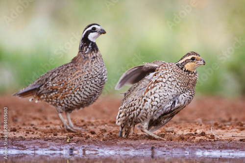 Obraz na plátně Northern Bobwhite (Colinus virginianus) quail babies at pond for drink