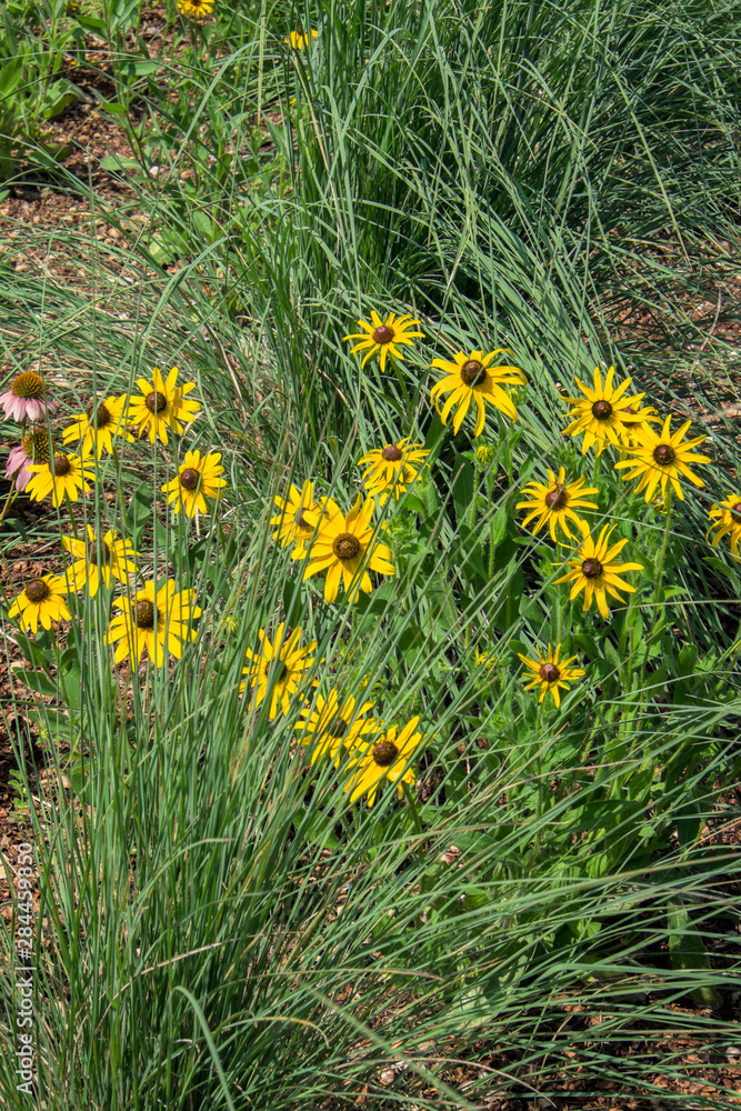 Black eyed Susan, garden, Austin, Texas, Usa Black eyed Susan, garden, Austin, Texas, Usa
