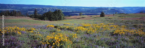 USA  Oregon  McCall SP. Lupine and balsamroot fill McCall State Park on Rowena Plateau above the Columbia River in Oregon.
