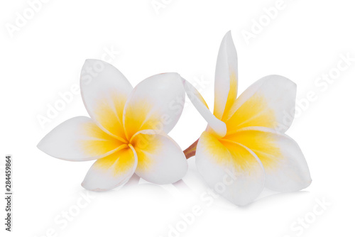 white frangipani (plumeria) flower isolated on white background