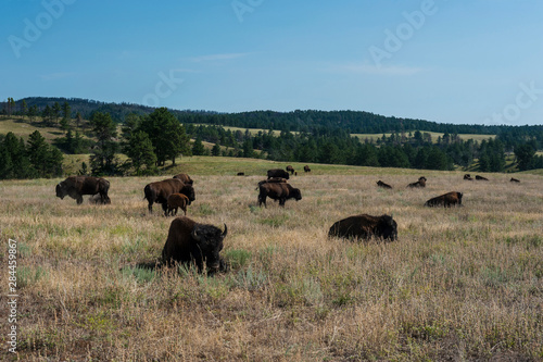 Buffaloes, South Dakota, USA © Michael Runkel/Danita Delimont