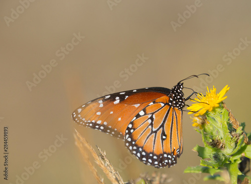 Queen butterfly getting nectar from flower, Danaus gilippus, Welder Flats, Texas