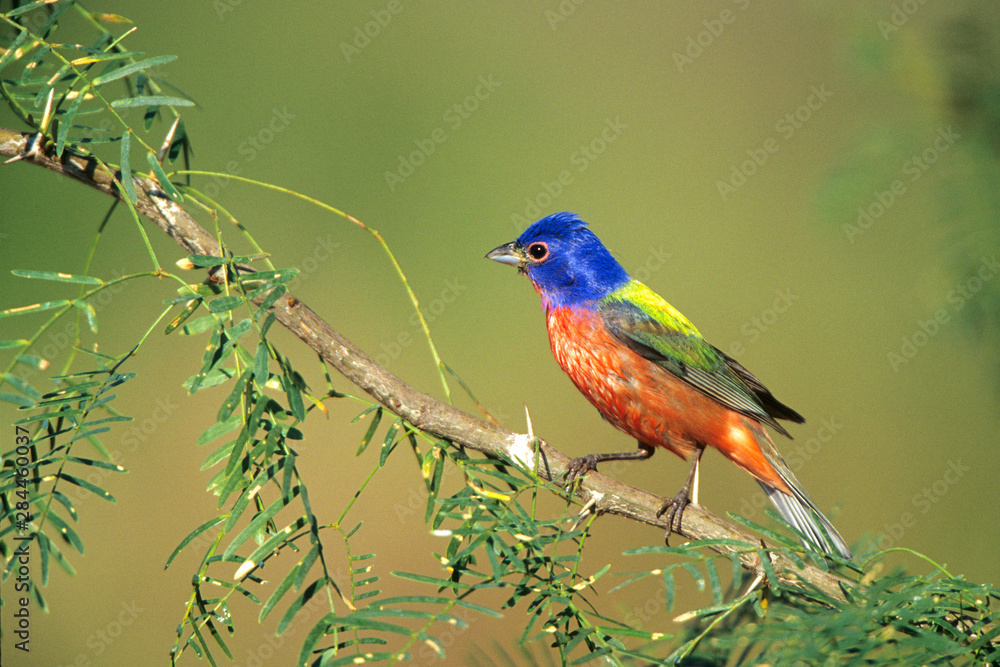 Painted Bunting (Passerina ciris) male, Starr County, Texas Painted Bunting (Passerina ciris) male, Starr County, Texas