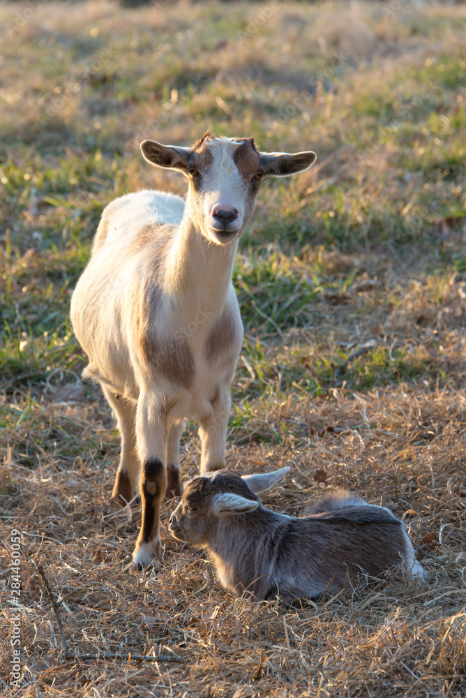 Obraz premium US, TN. Female goat stands protectively over resting kid. Late in day, rim light.