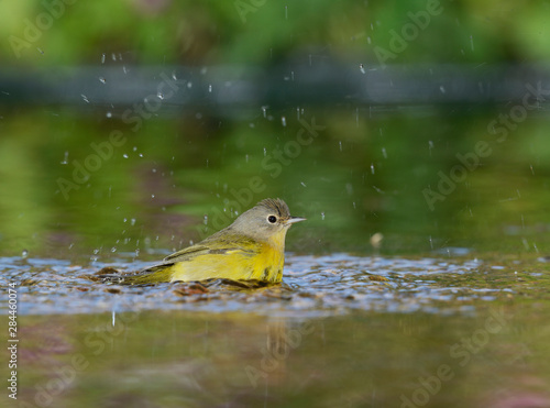 Nashville Warbler (Vermivora ruficapilla), adult bathing in pond, Hill Country, Texas, USA photo