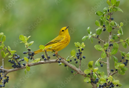 Yellow Warbler (Dendroica Petechia), adult male perched on Elbow bush (Forestiera Pubescens) with berries, Hill Country, Texas, USA