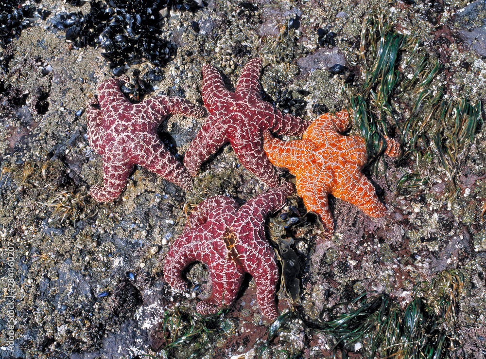 USA, Oregon, Nepture SP. Sea stars, or starfish, cling to rocks at Neptune State Park on the Pacific ocean of Oregon. USA, Oregon, Nepture SP. Sea stars, or starfish, cling to rocks at Neptune State Park on the Pacific ocean of Oregon.