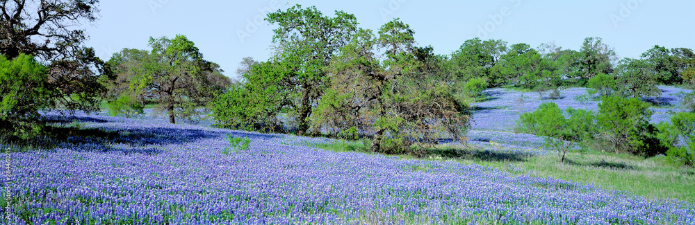USA, Texas, Llano. Texas Bluebonnets, the state flower, fill these rolling oak-covered hills in the Llano area of Texas. - obrazy, fototapety, plakaty 