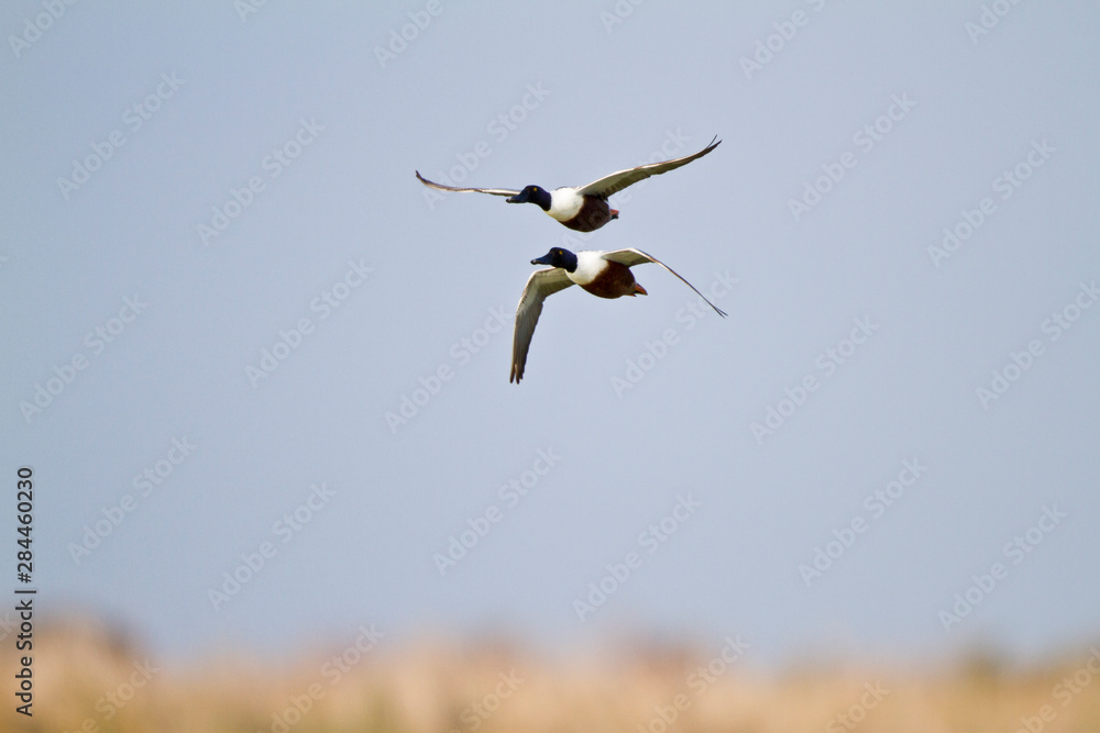 Φωτογραφία Northern Shovelers (Anas clypeata) males in flight, Leonabelle Turnbull Birding Center, Port Aransas, Texas, USA