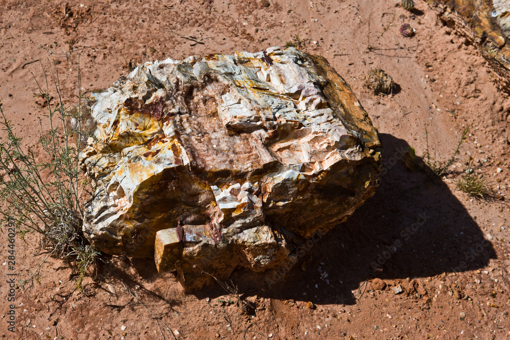 Fototapeta premium USA, Utah, Escalante Petrified Forest State Park, Petrified Wood
