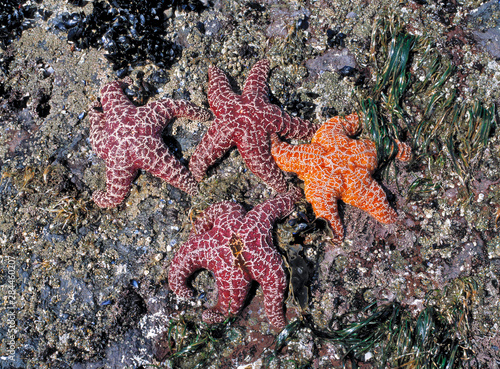 USA, Oregon, Nepture SP. Sea stars, or starfish, cling to rocks at Neptune State Park on the Pacific ocean of Oregon.