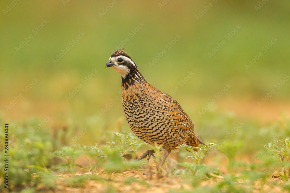 USA, Texas, Hidalgo County. Bobwhite male close-up. Credit as: Cathy & Gordon Illg / Jaynes Gallery / DanitaDelimont.com USA, Texas, Hidalgo County. Bobwhite male close-up. Credit as: Cathy & Gordon Illg / Jaynes Gallery / DanitaDelimont.com
