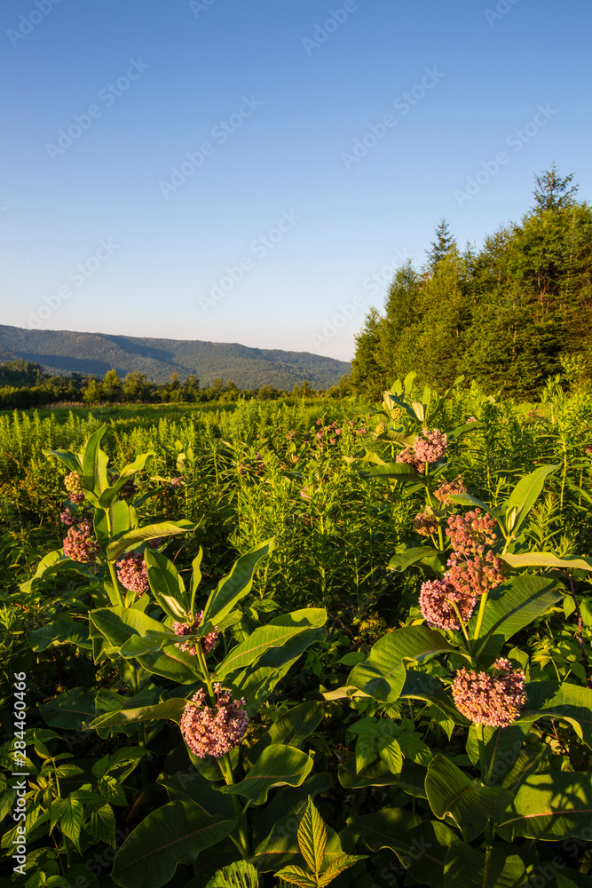 Milkweed blooms in a field on the edge of the Green Mountains in Duxbury, Vermont.