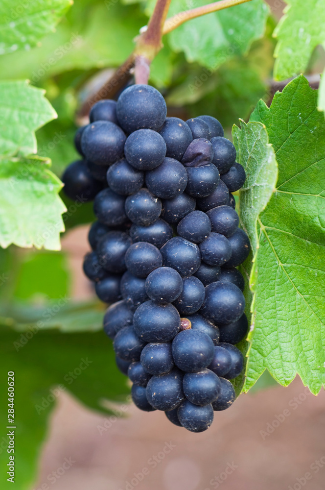 NA; USA; Oregon; Willamette Valley; Pinot Noir Grapes (selective focus)