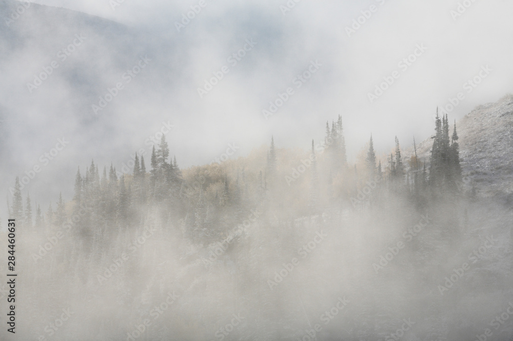 USA, Utah, Guardsman Pass. Fog on filters between trees at the top of a ridge. 