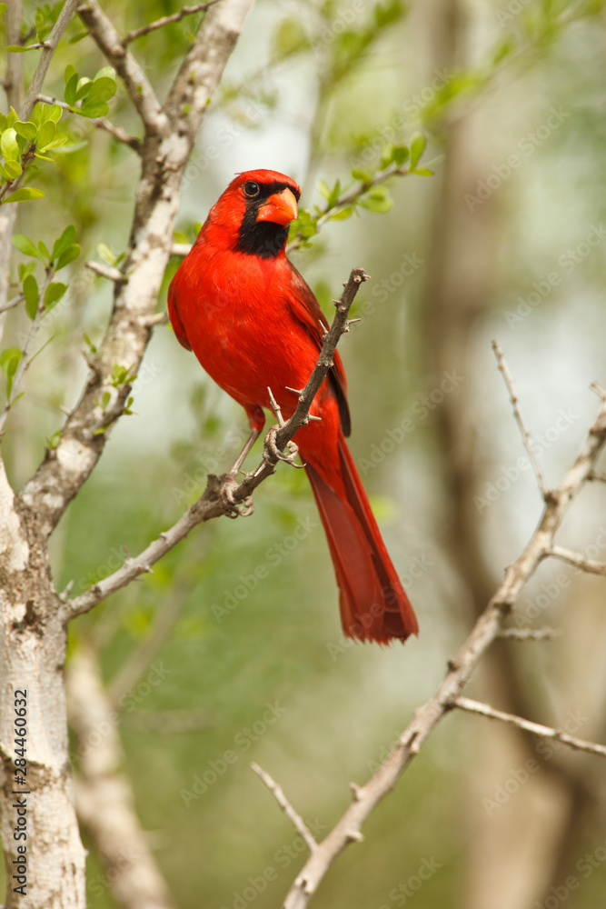 USA, Texas, Lower Rio Grande Valley, McAllen, male Northern Cardinal (Cardinalis cardinalis) USA, Texas, Lower Rio Grande Valley, McAllen, male Northern Cardinal (Cardinalis cardinalis)