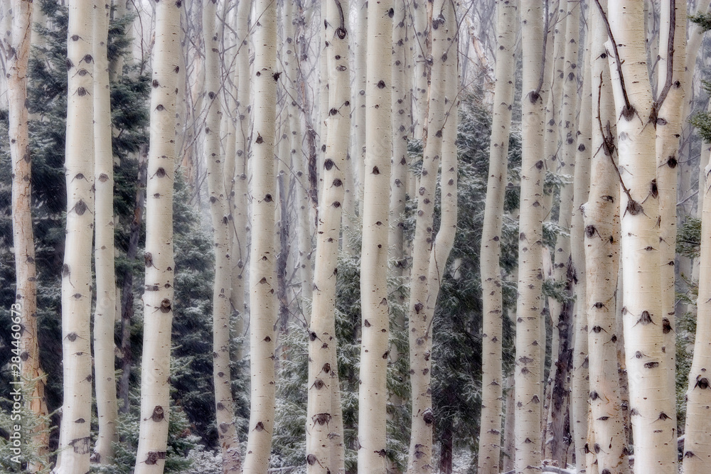 Obraz premium Stany Zjednoczone, Utah. Drzewa osiki w rejonie Hell's Backbone.