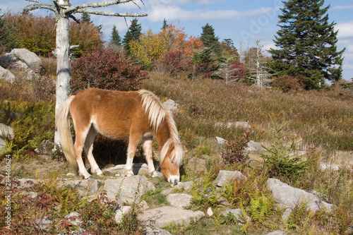 USA - Virginia. Wild pony in Grayson Highlands State Park and along trail to ...
