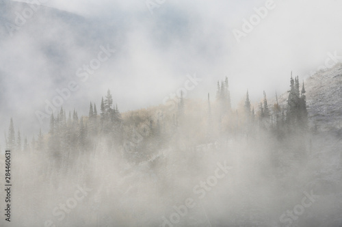 USA, Utah, Guardsman Pass. Fog on filters between trees at the top of a ridge.  © Jaynes Gallery/Danita Delimont