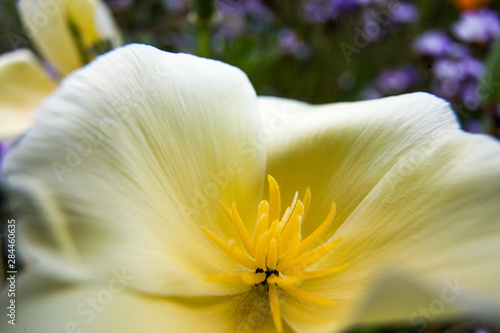 Fototapeta Naklejka Na Ścianę i Meble -  USA, Oregon, Willamette Valley, Close-up of Poppy in Bloom