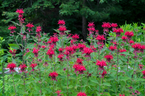 Red Bee Balm, Vermont, USA