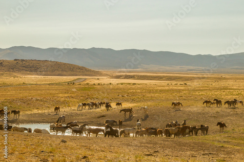 USA, Utah, Tooele County. Wild horses drinking from waterhole. Credit as: Cathy and Gordon Illg / Jaynes Gallery / DanitaDelimont.com © Jaynes Gallery/Danita Delimont
