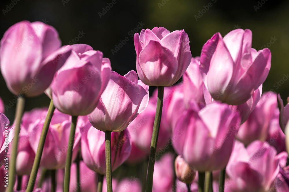 USA, Pennsylvania, Kennett Square. Tulips USA, Pennsylvania, Kennett Square. Tulips