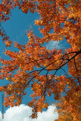 USA, Pennsylvania. Autumn foliage of red maple tree (Acer rubrum)