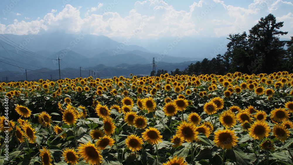 Obraz premium 一面のひまわり畑