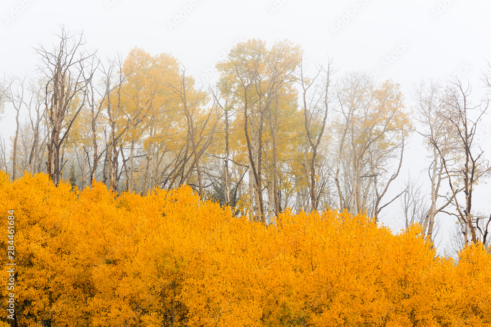 Utah, Dixie National Forest, aspen forest along Highway 12 Utah, Dixie National Forest, aspen forest along Highway 12