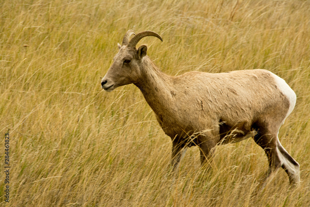 Obraz premium Female bighorn sheep, in tall grasses, Badlands Loop Road, Badlands National Park, South Dakota, USA